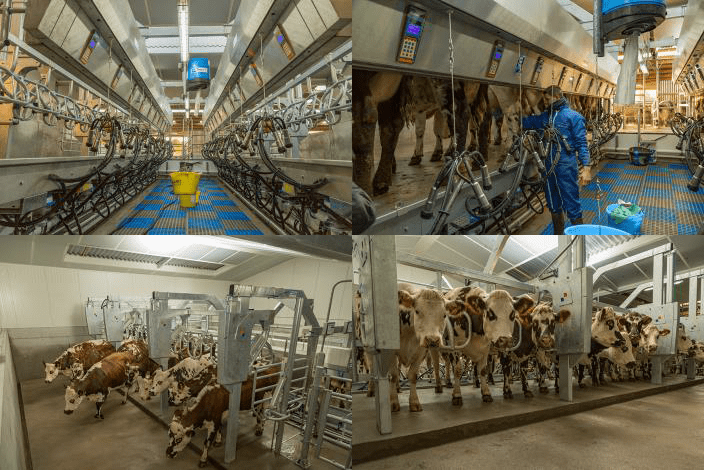 «BouMatic» представляет новый инновационный доильный зал типа «Параллель» с быстрым выходом – SmartWay 90