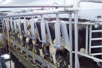 Доильный зал "Ёлочка" - GT2