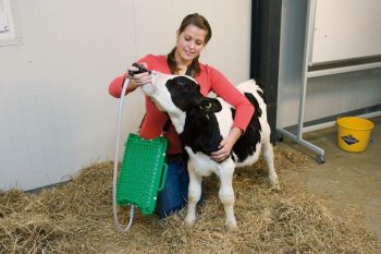 Система выпойки молозива Коло Квик