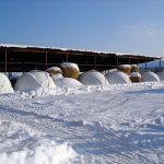 Групповые домики для телят