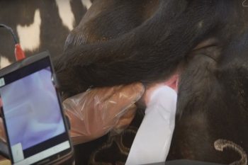 Видеосистема для помощи при оплодотворении AlphaVision