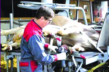 Обработка копыт