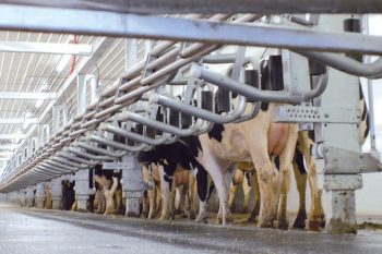 Доильный зал "Параллель" - Xcalibur 90LX