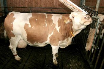 Щётки-чесалки для КРС