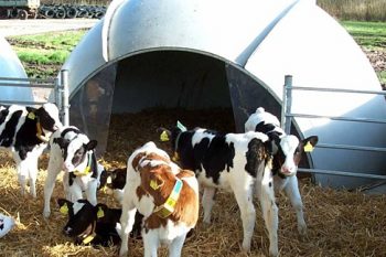 Групповые домики для телят