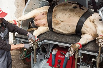 Станок для обработки копыт Red Q (Rosensteiner, Австрия)