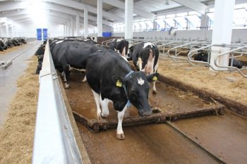 Дельта-скрепер тросовый