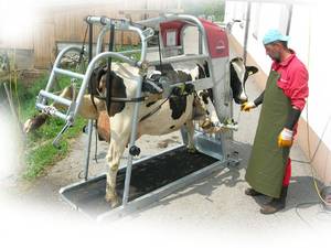 Обработка копыт