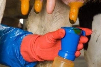 Гигиена доения